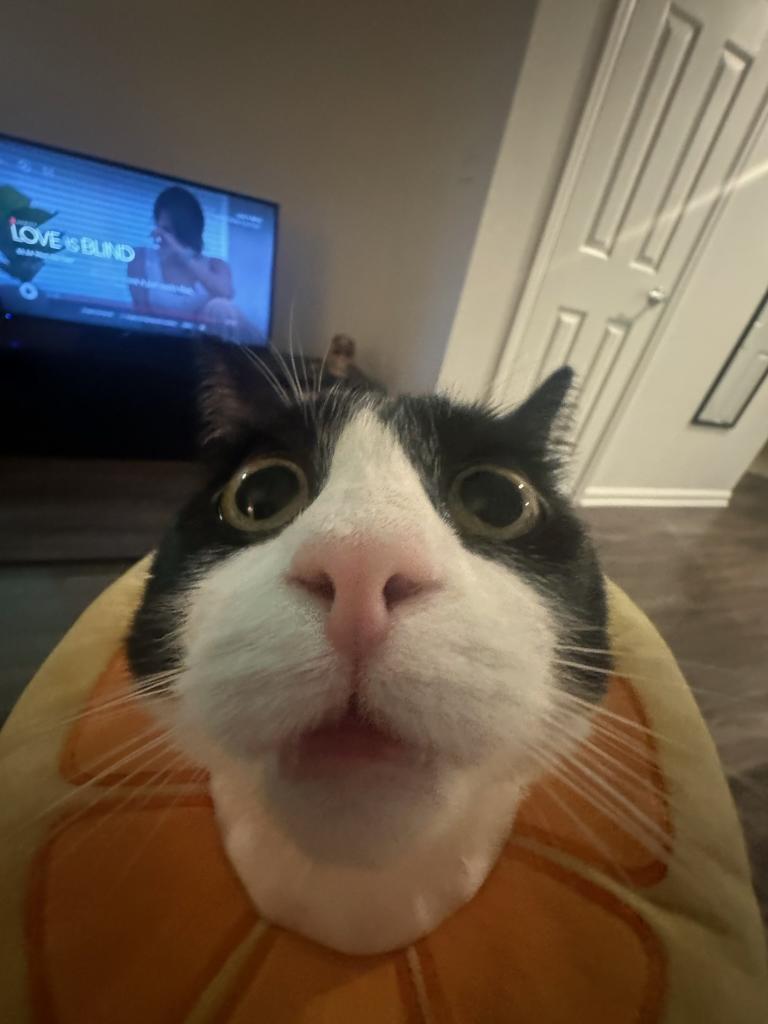 cat